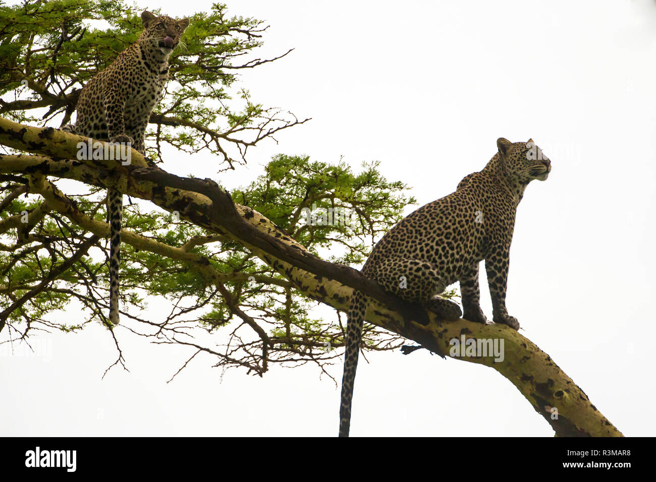 Africa. Tanzania. African leopards (Panthera pardus) in a tree, Serengeti National Park. Stock Photo