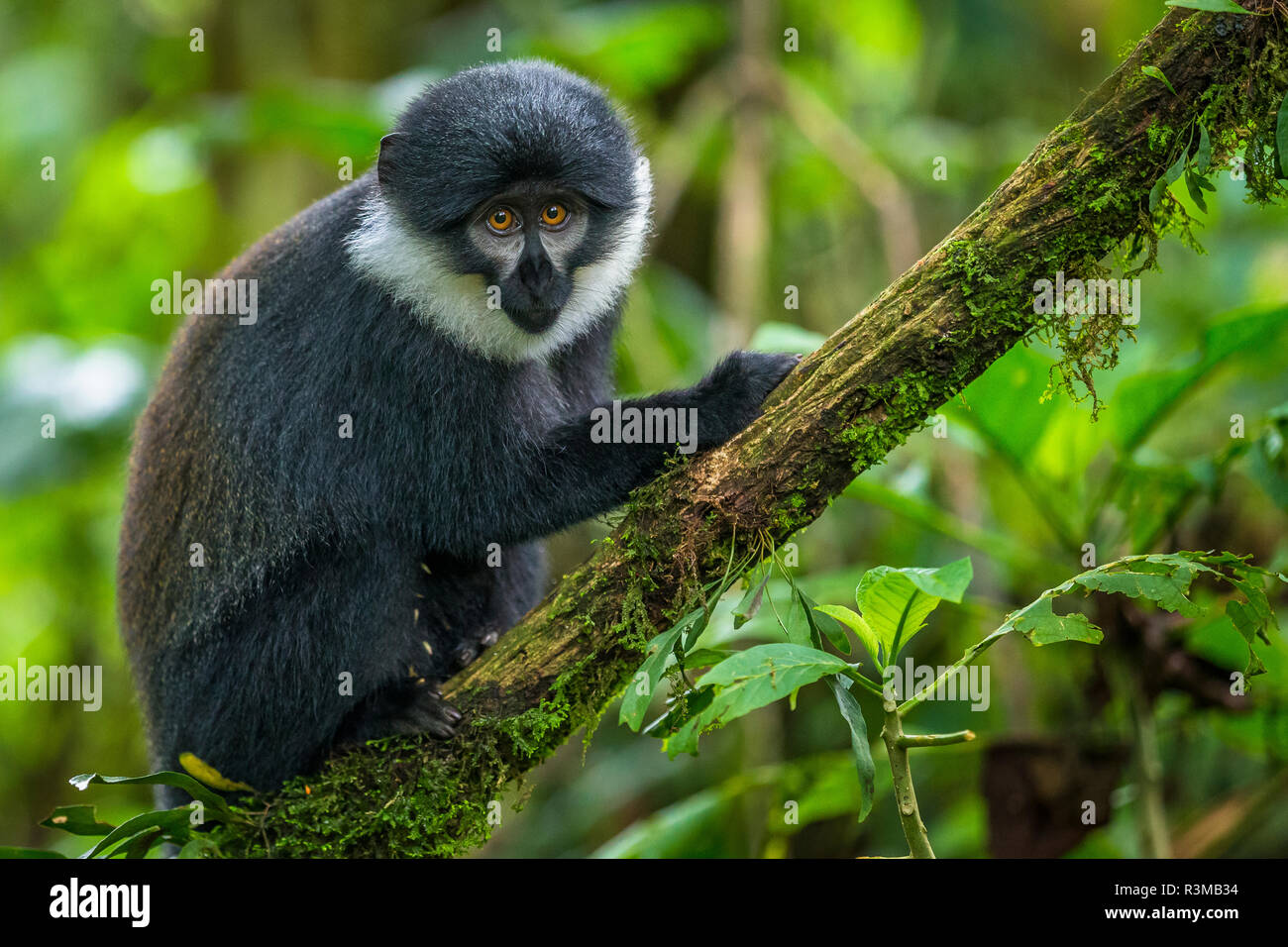 L'Hoest's monkey, Bwindi Impenetrable National Forest, Uganda Stock Photo