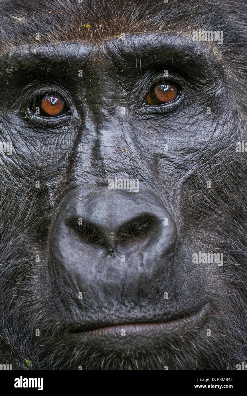Mountain gorilla, Bwindi Impenetrable National Park, Uganda Stock Photo