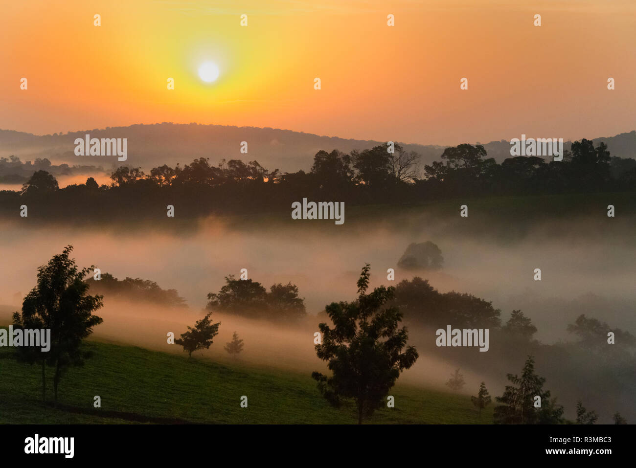 Forest in morning mist, Kibale National Park, Uganda Stock Photo