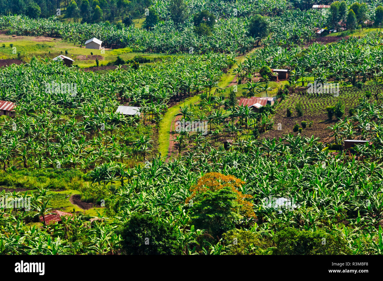 Banana plantation and village houses, southwest Uganda Stock Photo
