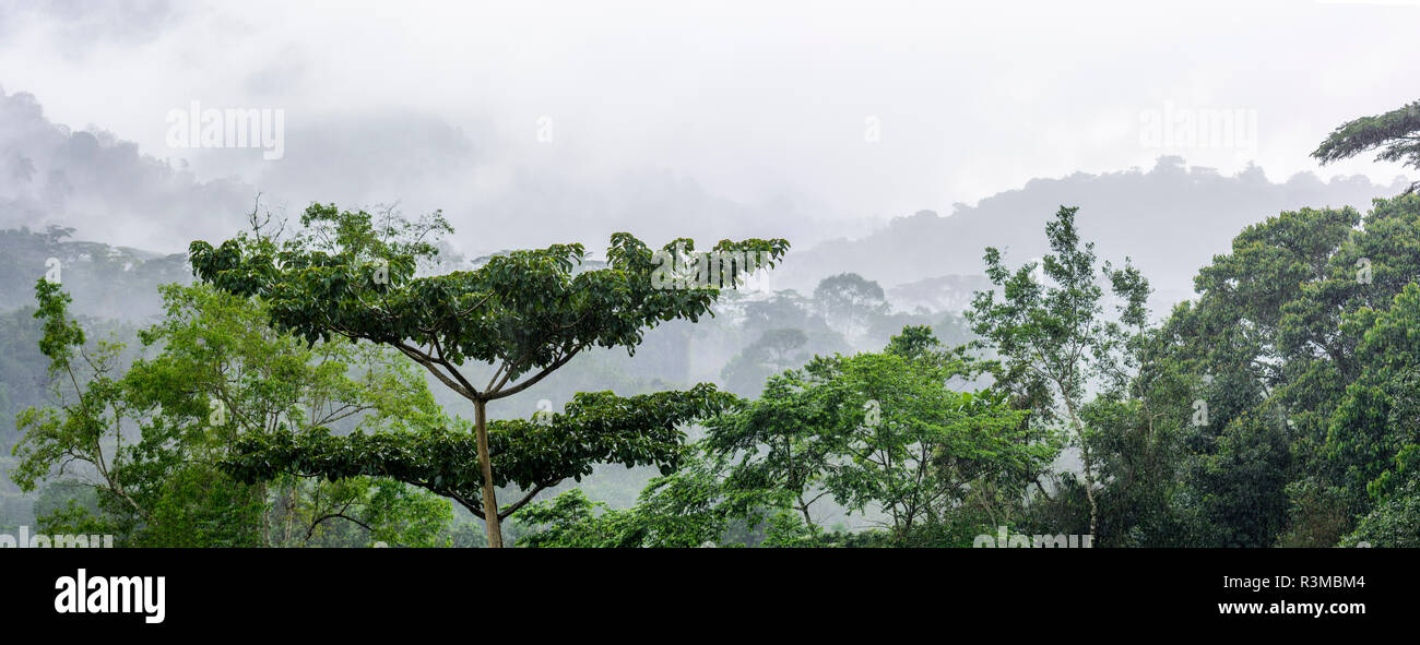 Mist and rain in the Bwindi Impenetrable Forest. Uganda Stock Photo