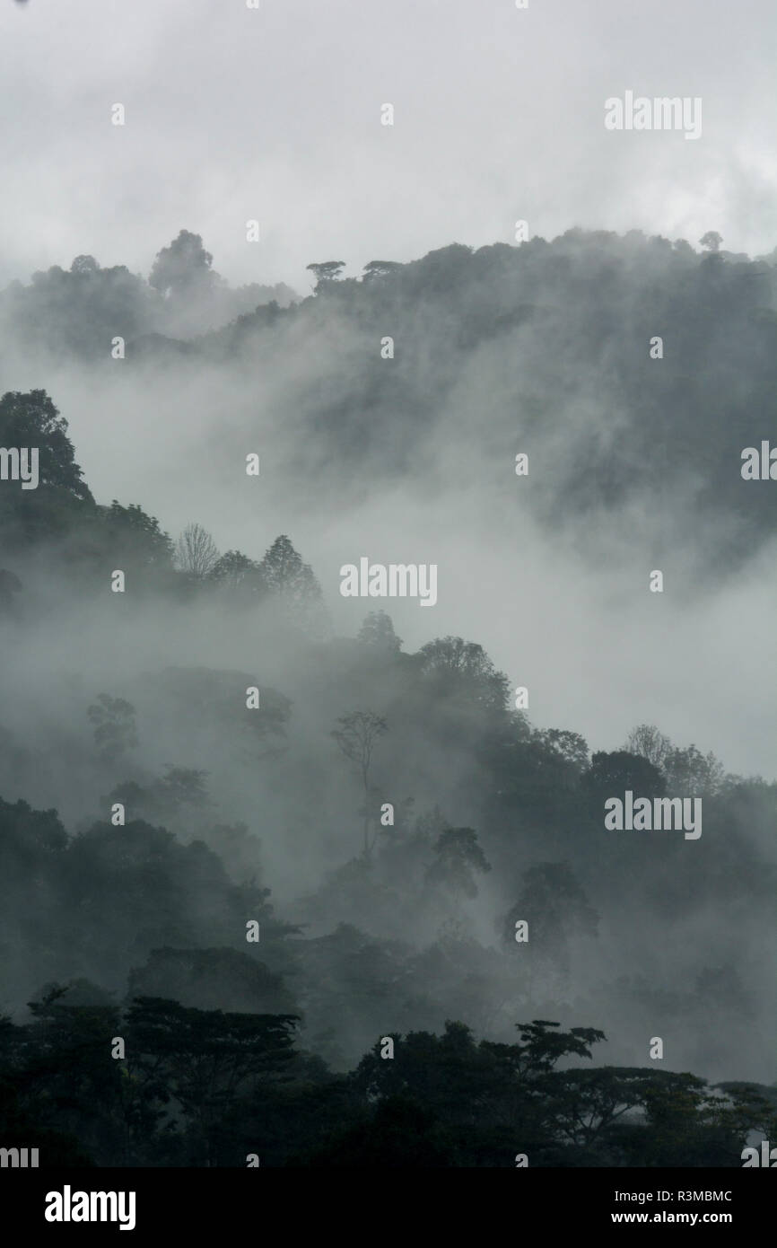 Mist and rain in the Bwindi Impenetrable Forest. Uganda Stock Photo