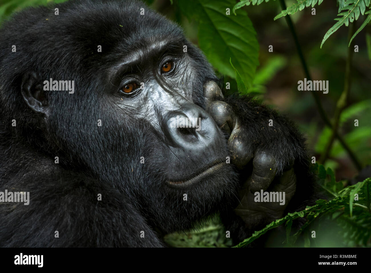 Mountain gorilla (Gorilla beringei beringei). Bwindi Impenetrable Forest. Uganda Stock Photo