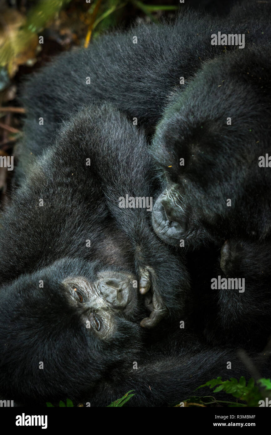 Mountain gorilla (Gorilla beringei beringei). Bwindi Impenetrable Forest. Uganda Stock Photo