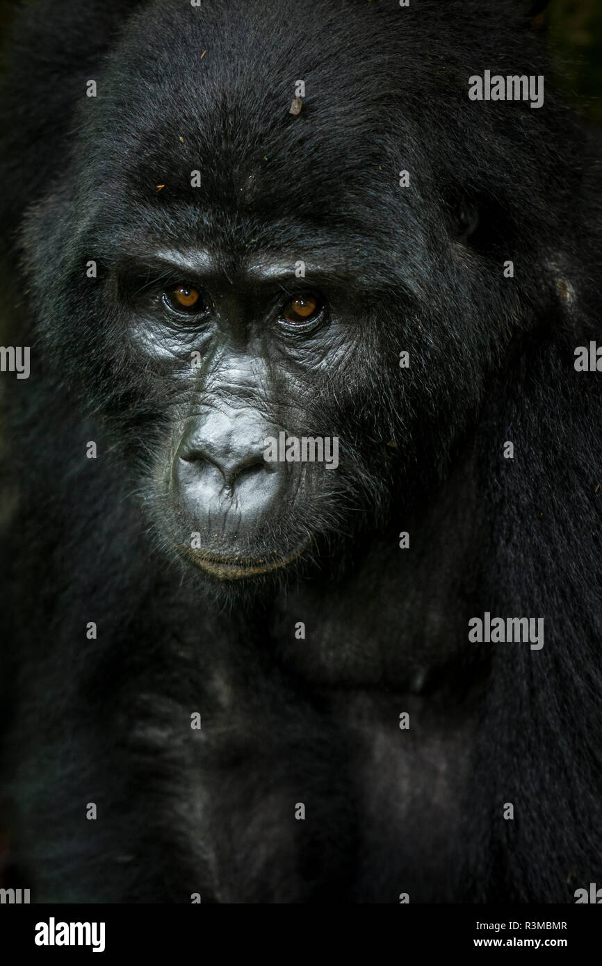 Mountain gorilla (Gorilla beringei beringei). Bwindi Impenetrable Forest. Uganda Stock Photo