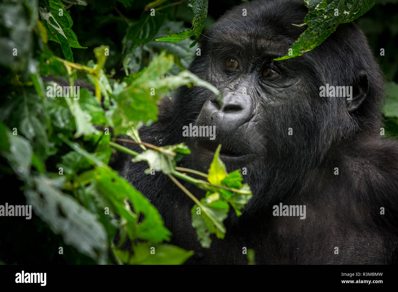 Mountain gorilla (Gorilla beringei beringei). Bwindi Impenetrable Forest. Uganda Stock Photo