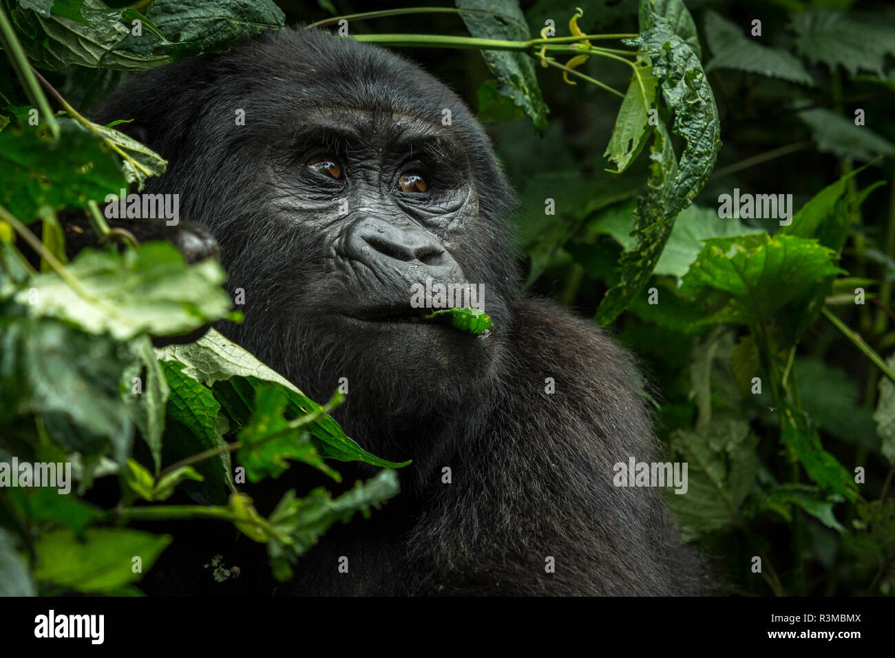 Mountain gorilla (Gorilla beringei beringei). Bwindi Impenetrable Forest. Uganda Stock Photo