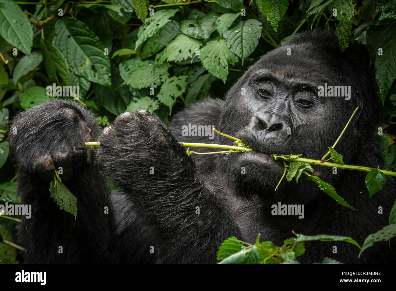 Mountain gorilla (Gorilla beringei beringei) feeding. Bwindi Impenetrable Forest. Uganda Stock Photo