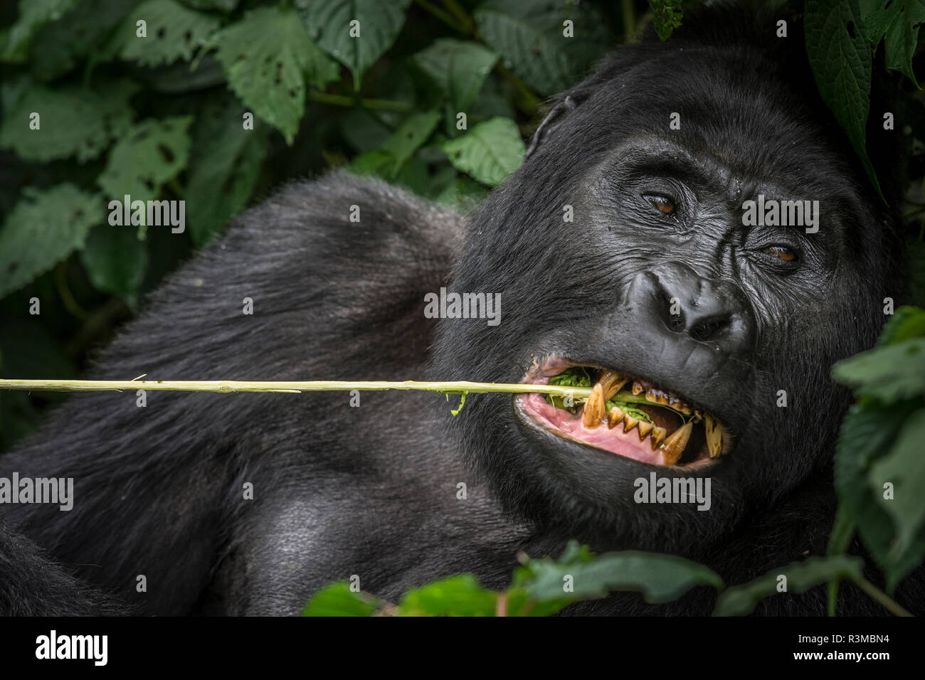 Mountain gorilla (Gorilla beringei beringei) feeding. Bwindi Impenetrable Forest. Uganda Stock Photo