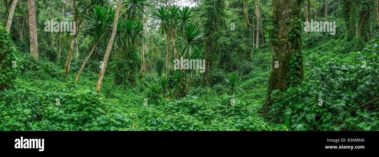 Forest interior. Bwindi Impenetrable Forest. Uganda Stock Photo