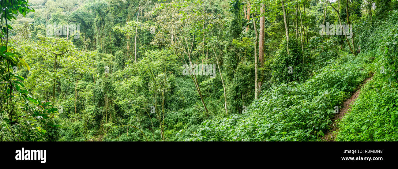 Forest interior. Bwindi Impenetrable Forest. Uganda Stock Photo