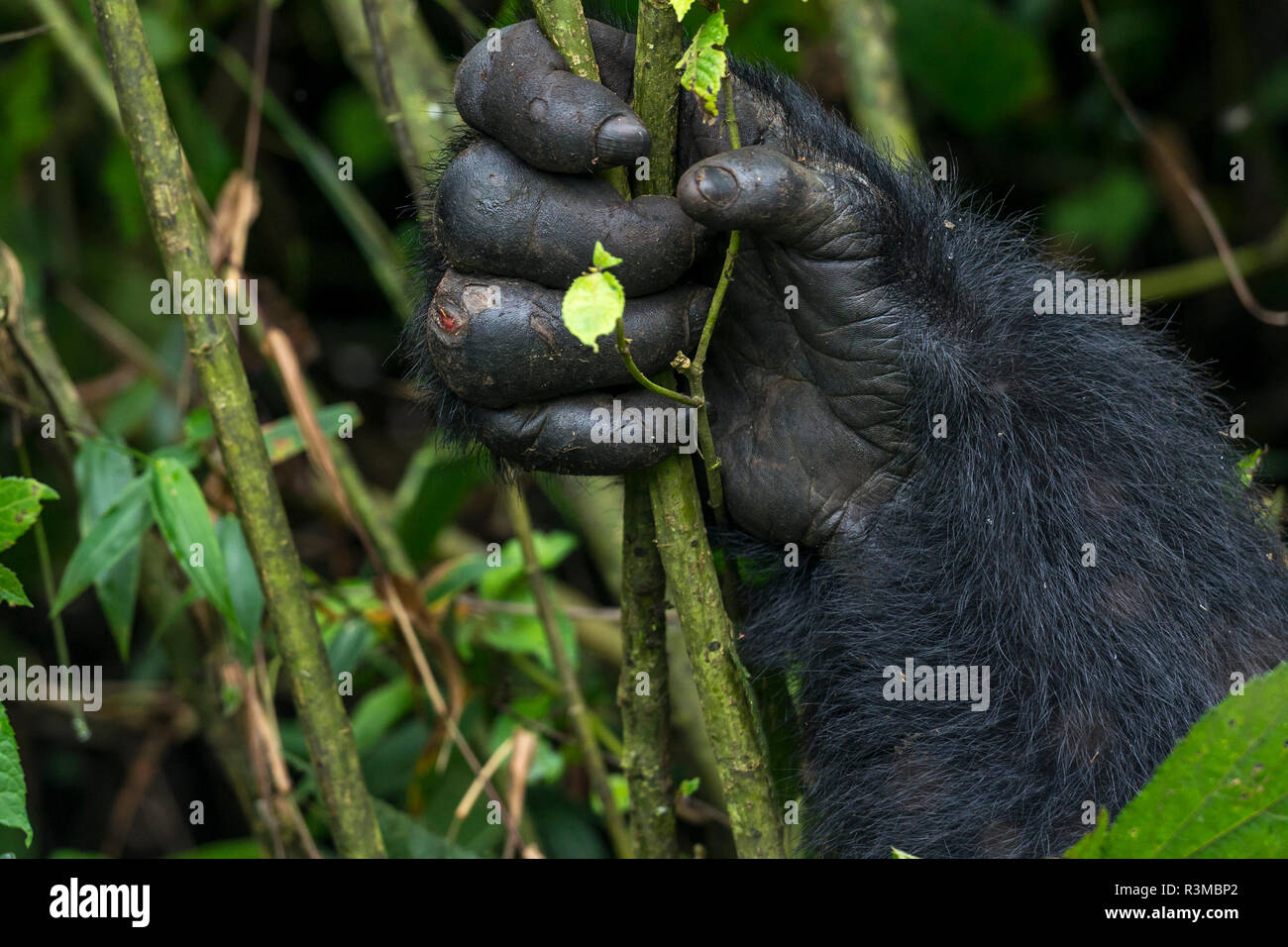 Mountain gorilla (Gorilla beringei beringei). detail of Hands. Bwindi Impenetrable Forest. Uganda Stock Photo