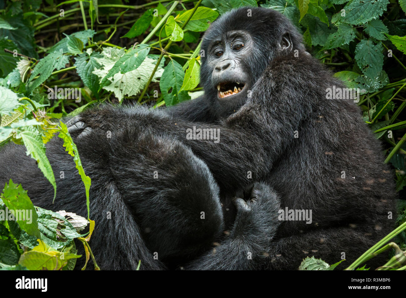 Mountain gorilla (Gorilla beringei beringei) juveniles playing. Bwindi Impenetrable Forest. Uganda Stock Photo