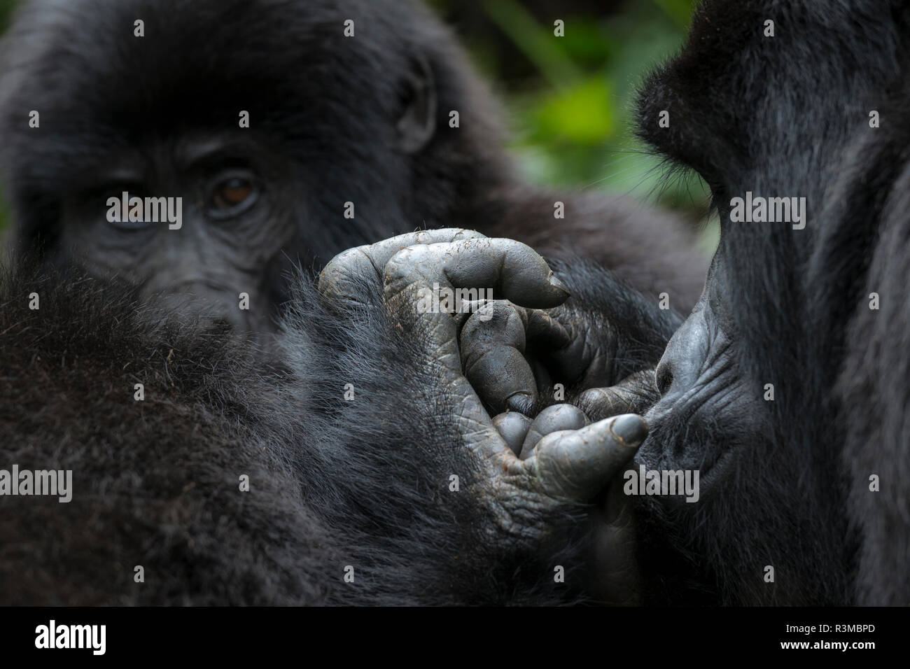 Mountain gorilla (Gorilla beringei beringei). detail of Hands. Bwindi Impenetrable Forest. Uganda Stock Photo