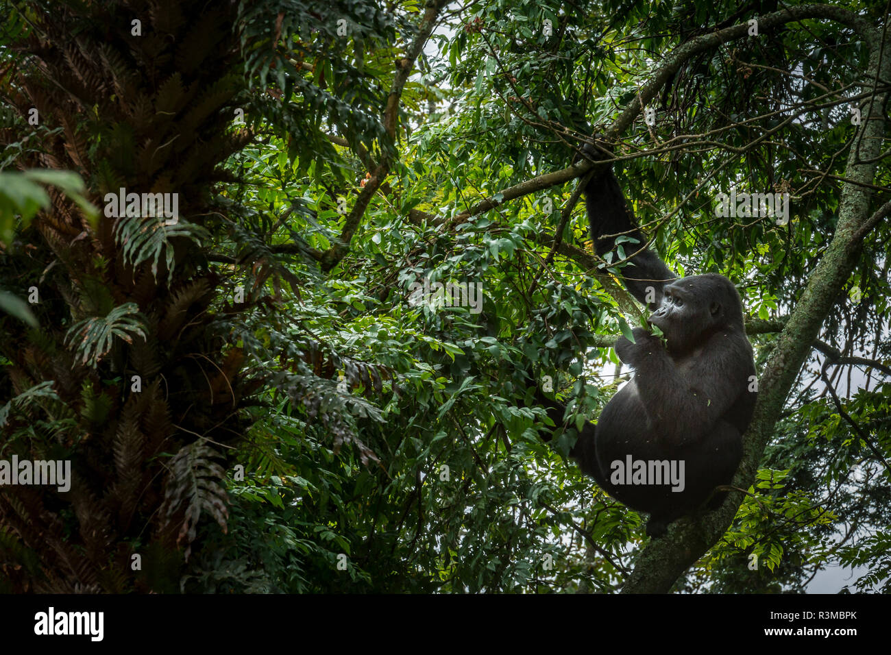 Mountain gorilla (Gorilla beringei beringei) in a tree. Bwindi Impenetrable Forest. Uganda Stock Photo