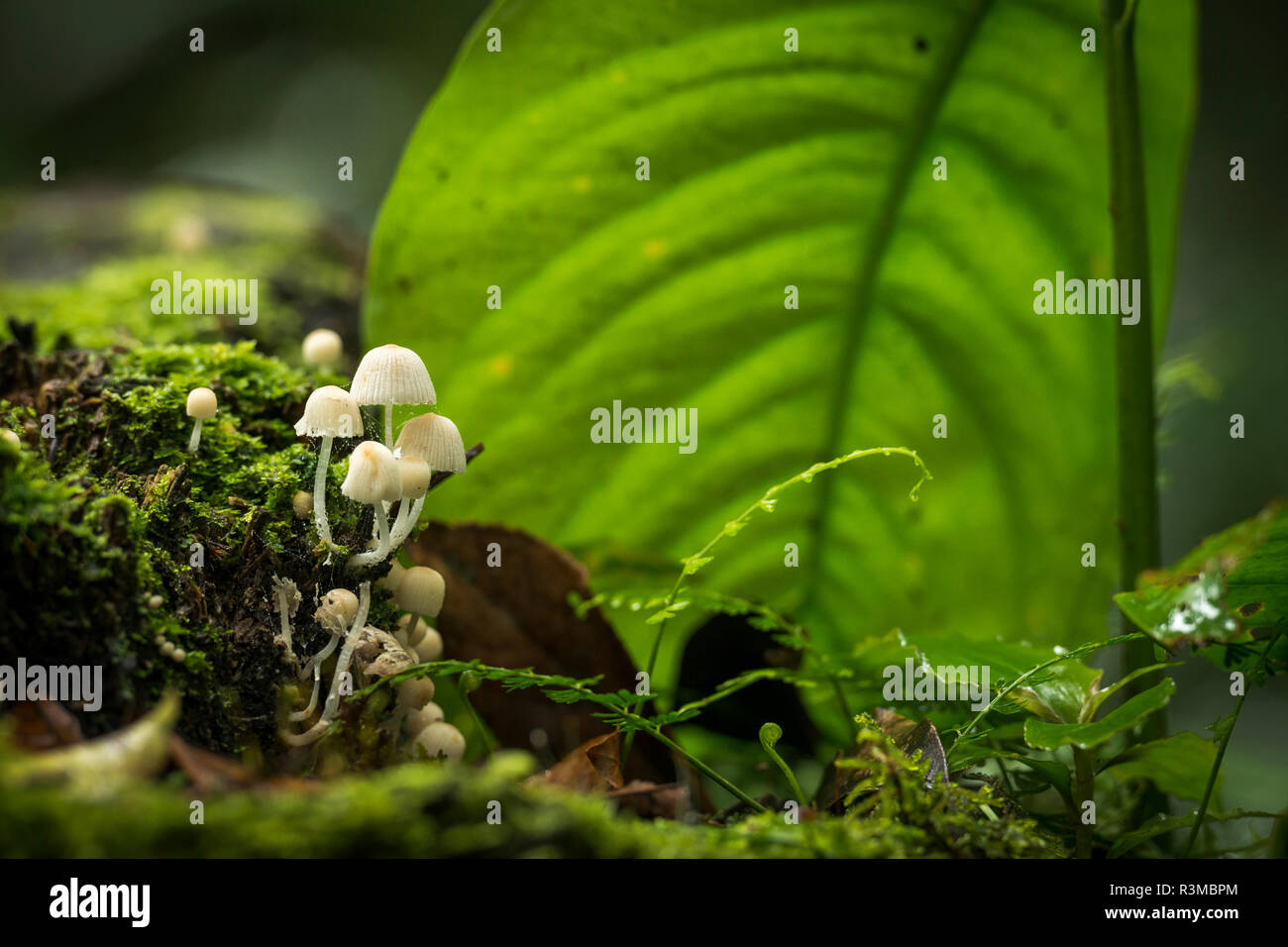 Forest interior. Bwindi Impenetrable Forest. Uganda Stock Photo