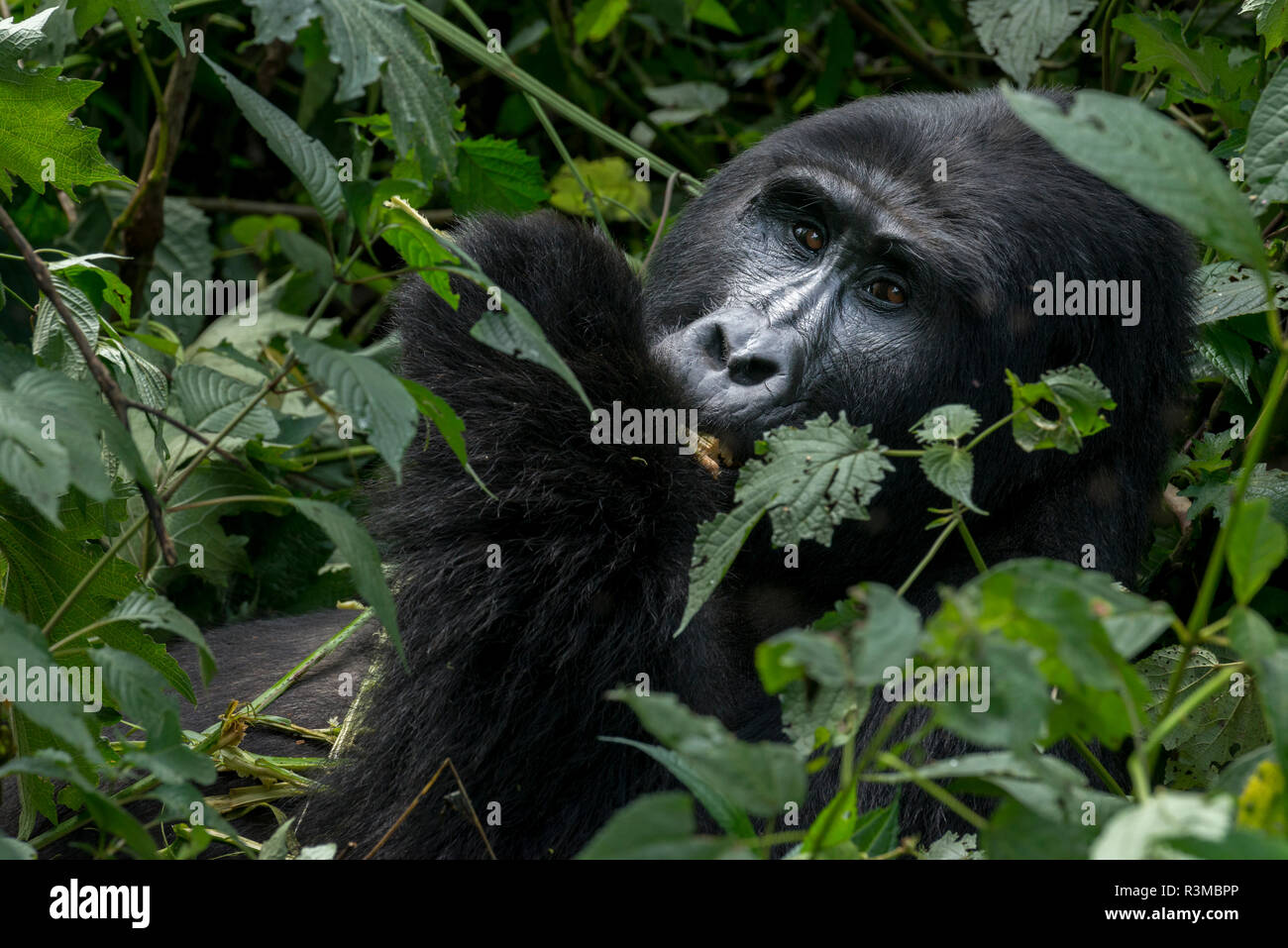 Mountain gorilla (Gorilla beringei beringei). Bwindi Impenetrable Forest. Uganda Stock Photo