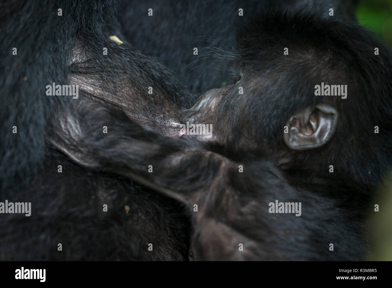 Mountain gorilla (Gorilla beringei beringei) baby suckling. Bwindi Impenetrable Forest. Uganda Stock Photo