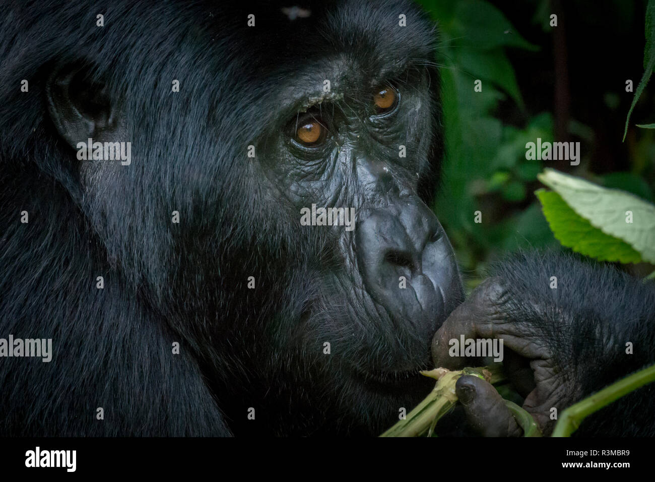 Mountain gorilla (Gorilla beringei beringei). Bwindi Impenetrable Forest. Uganda Stock Photo