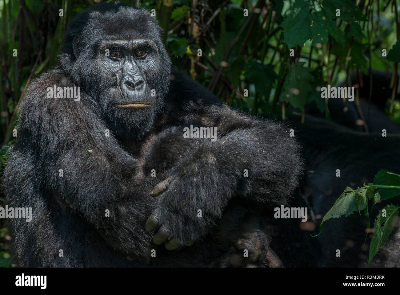 Mountain gorilla (Gorilla beringei beringei). Bwindi Impenetrable Forest. Uganda Stock Photo