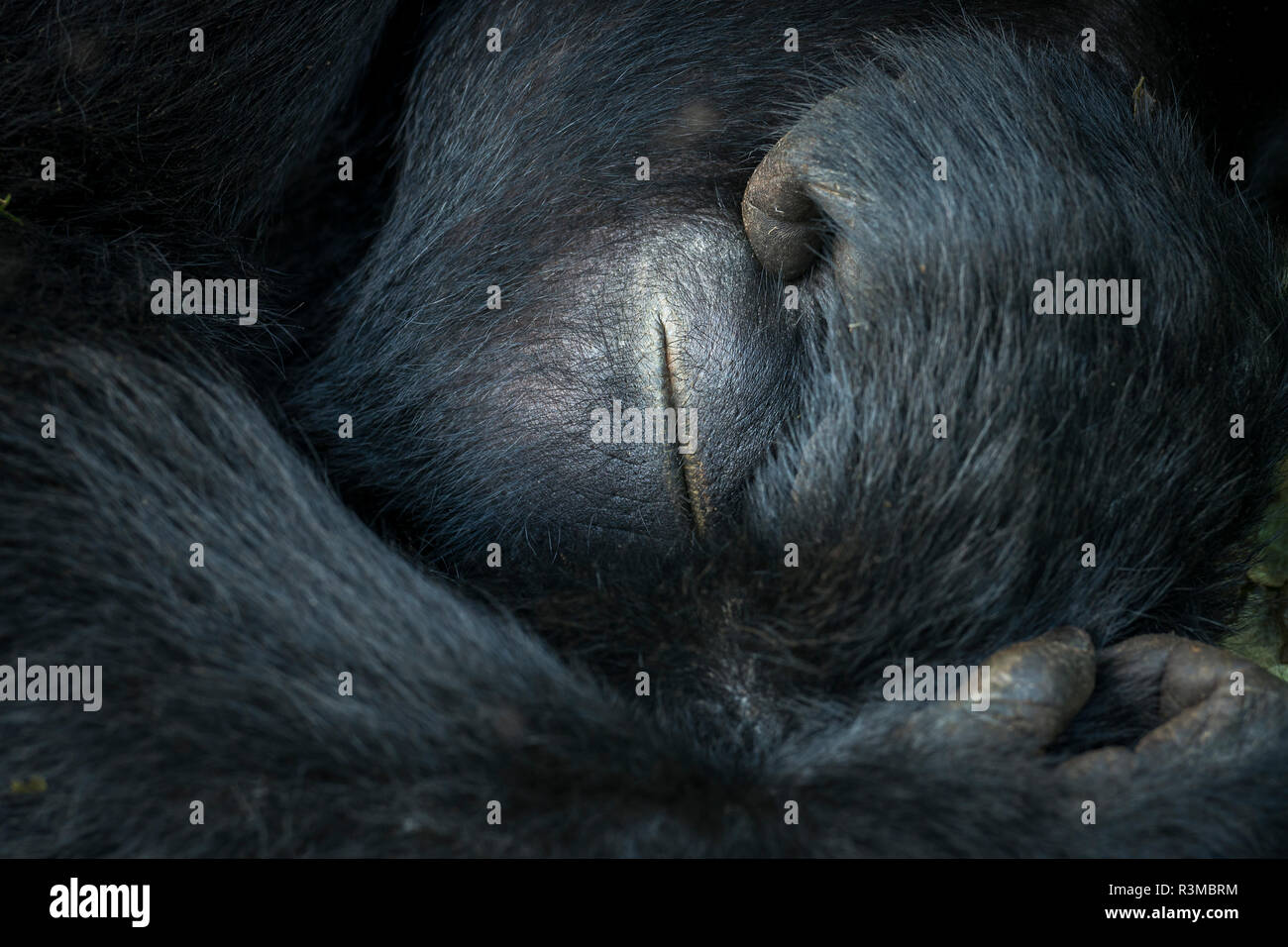 Mountain gorilla (Gorilla beringei beringei) sleeping. Bwindi Impenetrable Forest. Uganda Stock Photo