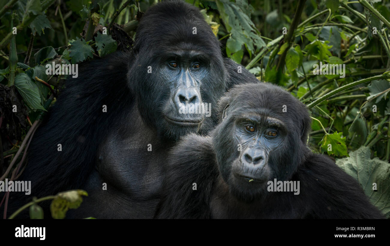 Mountain gorilla (Gorilla beringei beringei). Bwindi Impenetrable Forest. Uganda Stock Photo