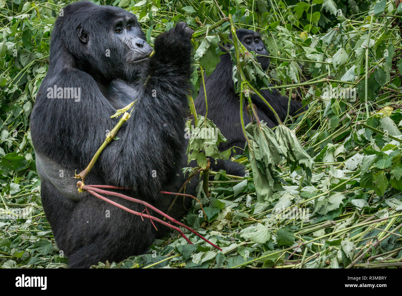 Mountain gorilla (Gorilla beringei beringei). Bwindi Impenetrable Forest. Uganda Stock Photo