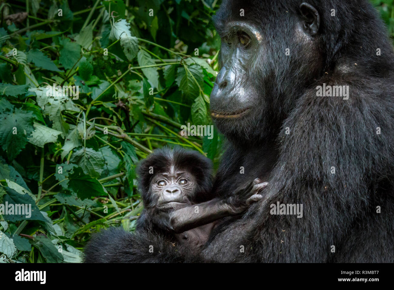 Mountain gorilla (Gorilla beringei beringei). Bwindi Impenetrable Forest. Uganda Stock Photo