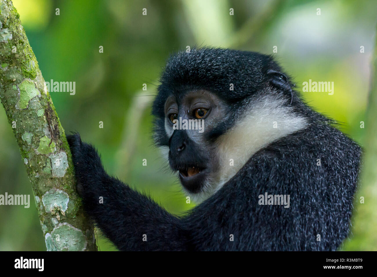 L'Hoest's monkey or mountain monkey (Cercopithecus lhoesti). Bwindi Impenetrable Forest. Uganda Stock Photo