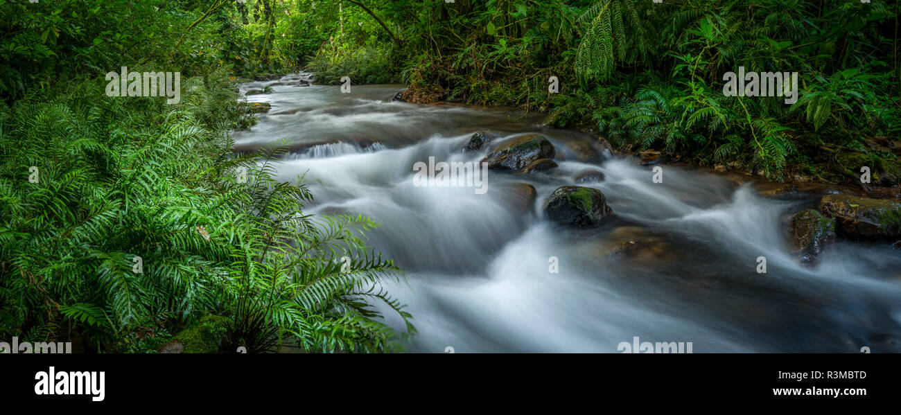 Mountain river. Forest interior. Bwindi Impenetrable Forest. Uganda Stock Photo