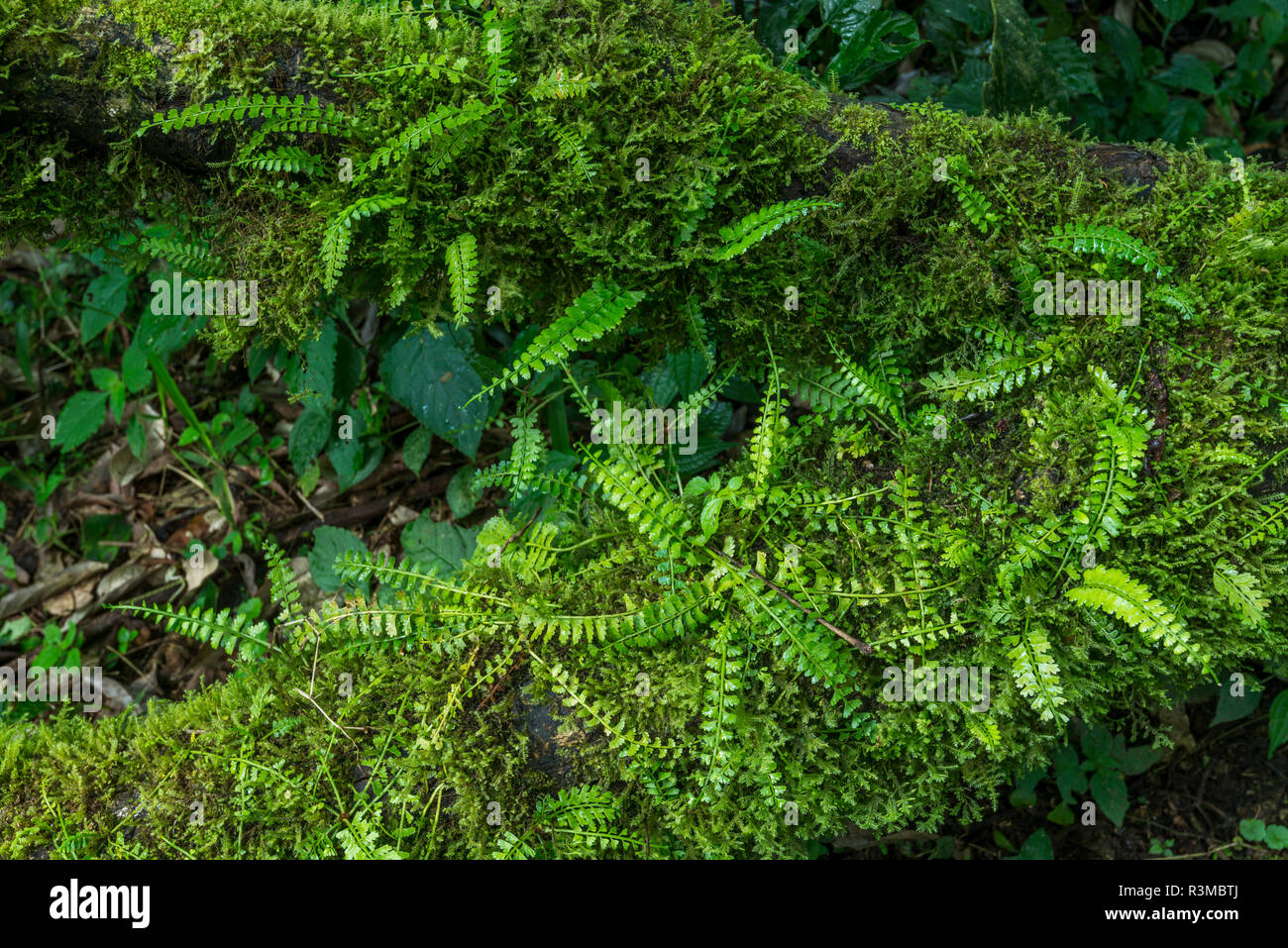 Forest interior. Bwindi Impenetrable Forest. Uganda Stock Photo