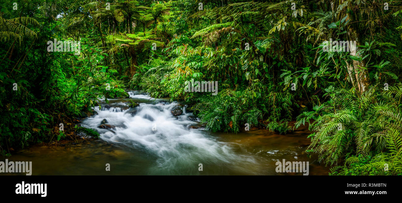 Mountain river. Forest interior. Bwindi Impenetrable Forest. Uganda Stock Photo