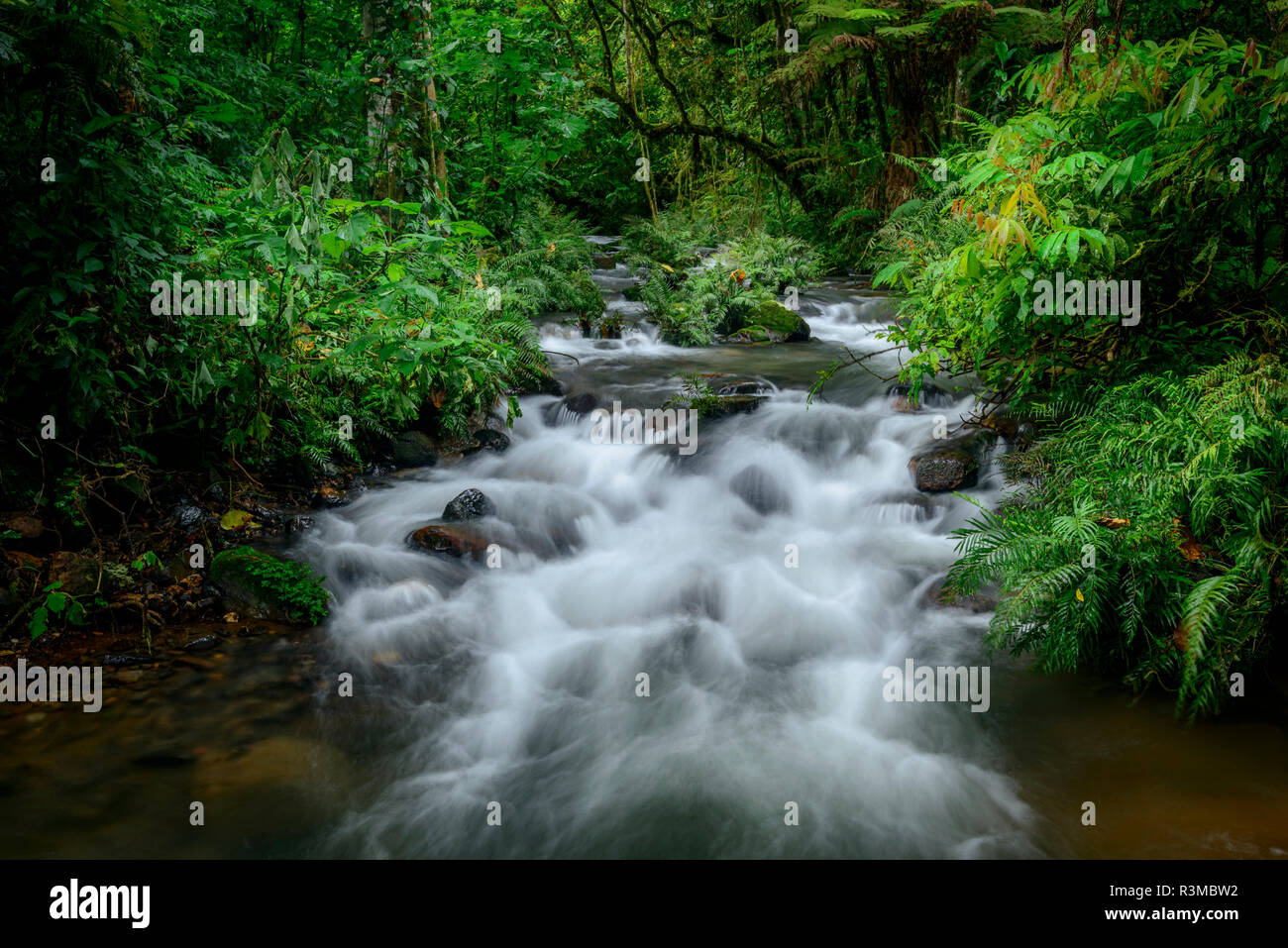 Mountain river. Forest interior. Bwindi Impenetrable Forest. Uganda Stock Photo