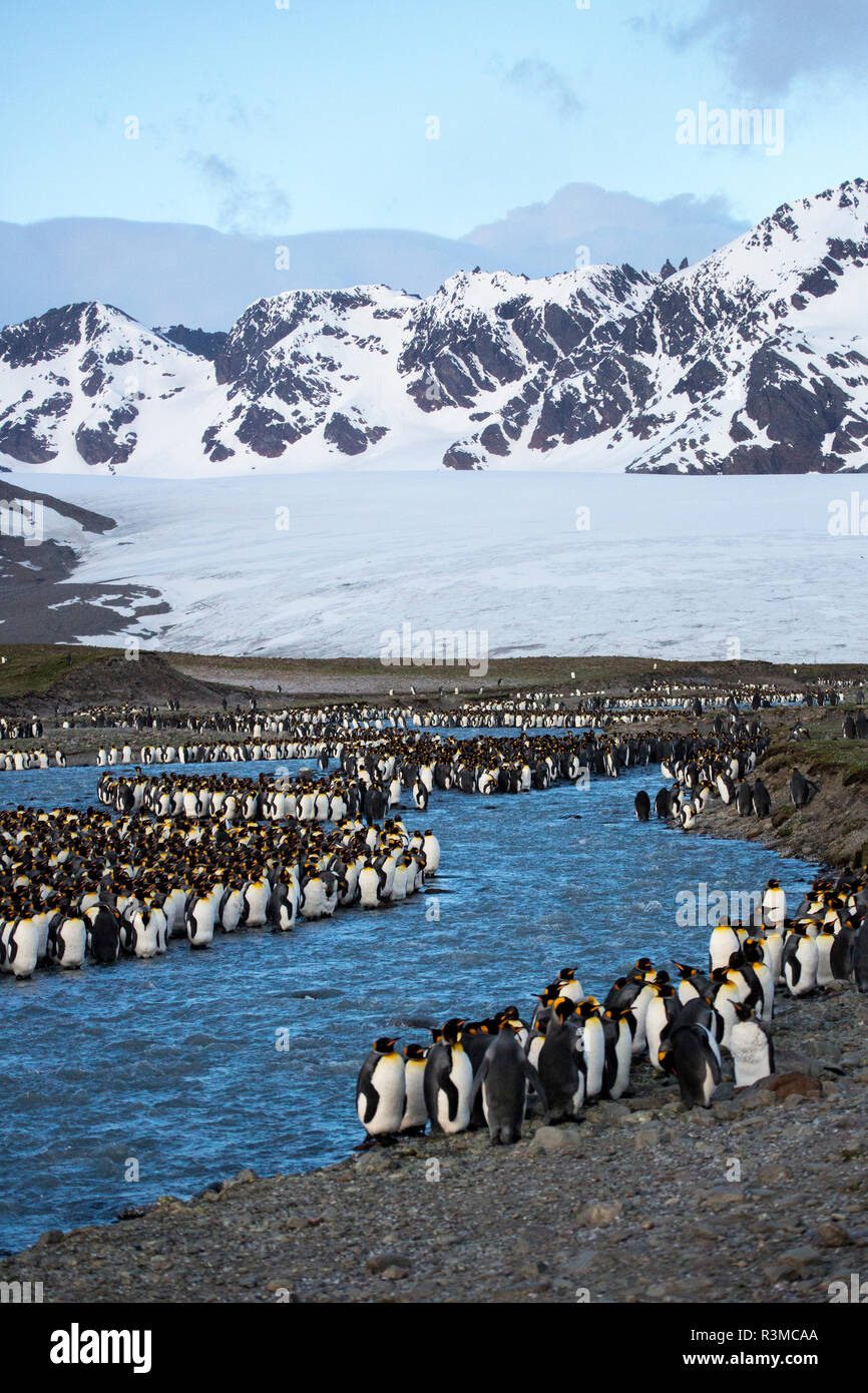 Antarctica, South Georgia Island. St. Andrew's Bay, King Penguins with landscape of river and mountains Stock Photo