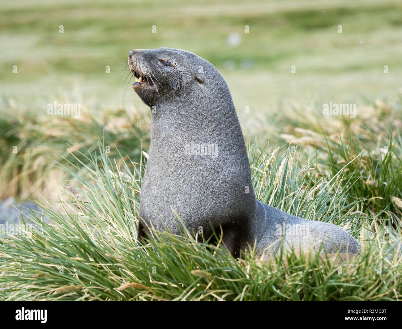 Antarctic Fur Seal (Arctocephalus gazella). Bull in typical Tussock Grass habitat. Stock Photo