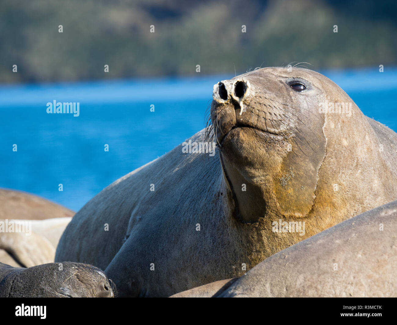 Southern elephant seal (Mirounga leonina), female. South Georgia Island Stock Photo