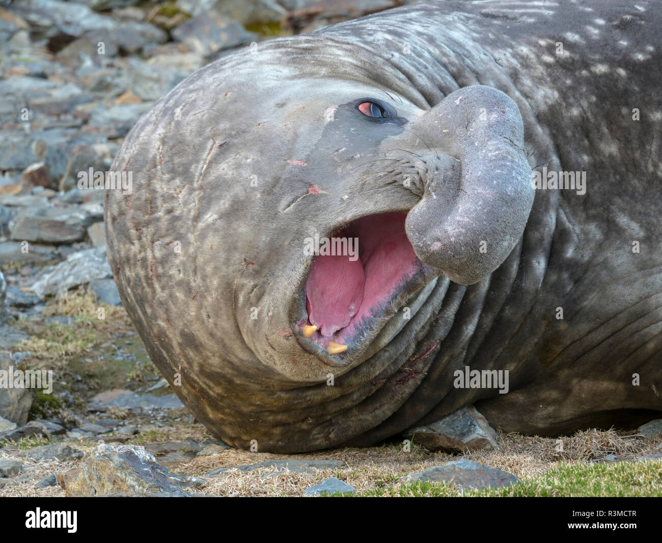 Southern elephant seal (Mirounga leonina), bull on beach showing threat behavior. South Georgia Island Stock Photo