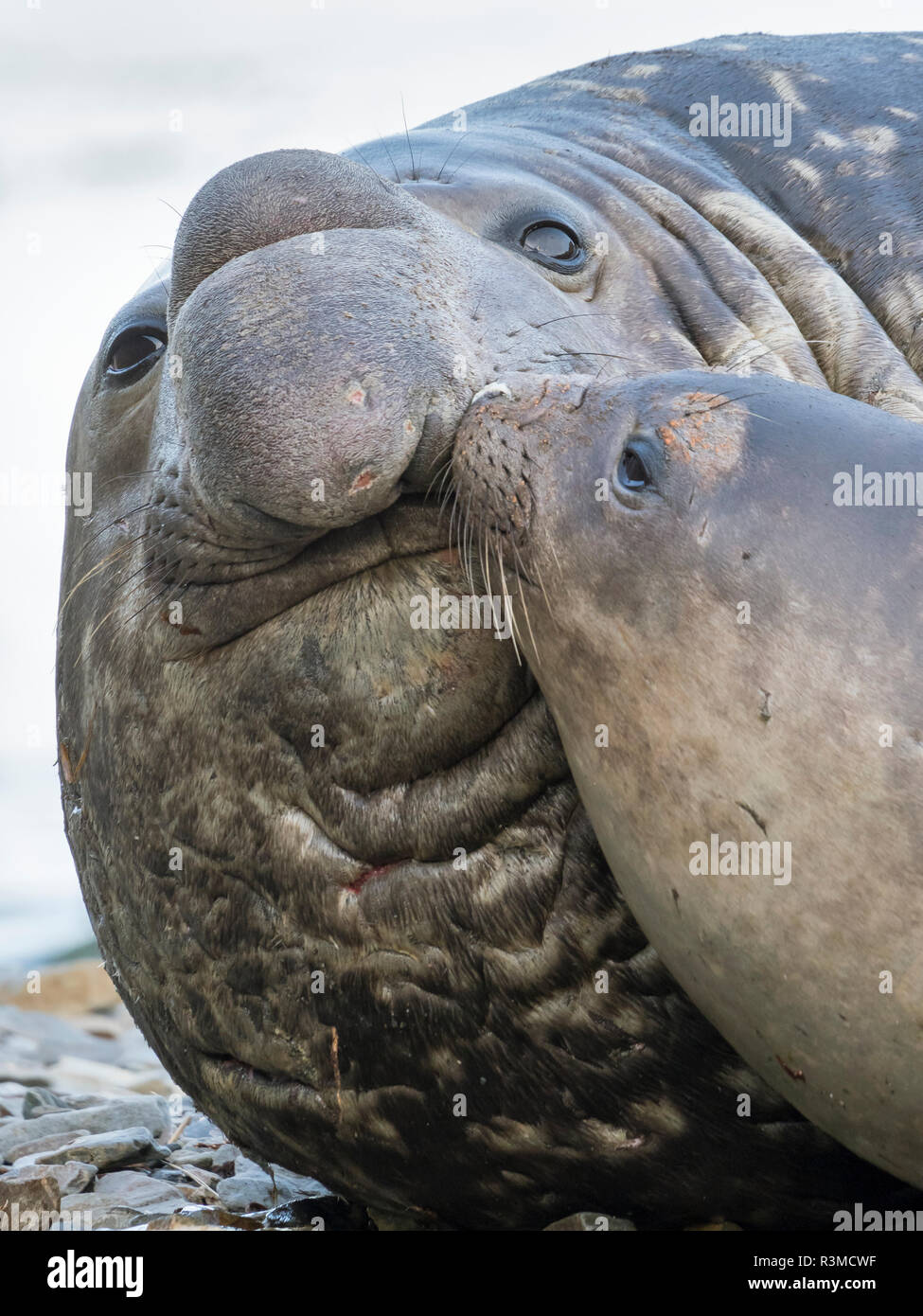 Southern elephant seal (Mirounga leonina), bull and female on beach. South Georgia Island Stock Photo