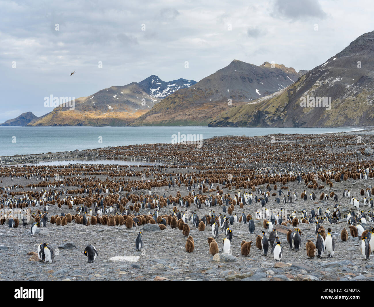King Penguin (Aptenodytes patagonicus) rookery in St. Andrews Bay. South Georgia Island Stock Photo