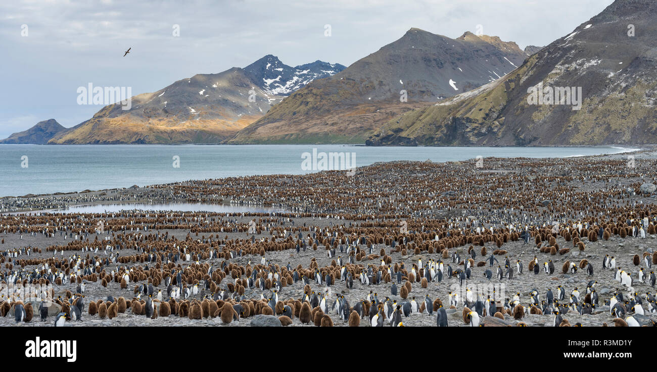 King Penguin (Aptenodytes patagonicus) rookery in St. Andrews Bay. South Georgia Island Stock Photo