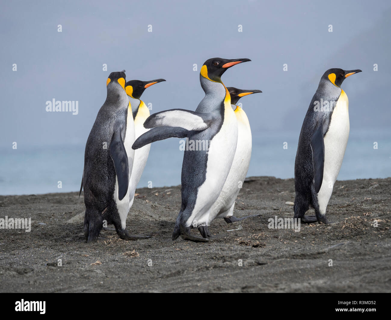 King Penguin (Aptenodytes patagonicus) rookery in St. Andrews Bay. Adults on beach approaching the colony. South Georgia Island Stock Photo