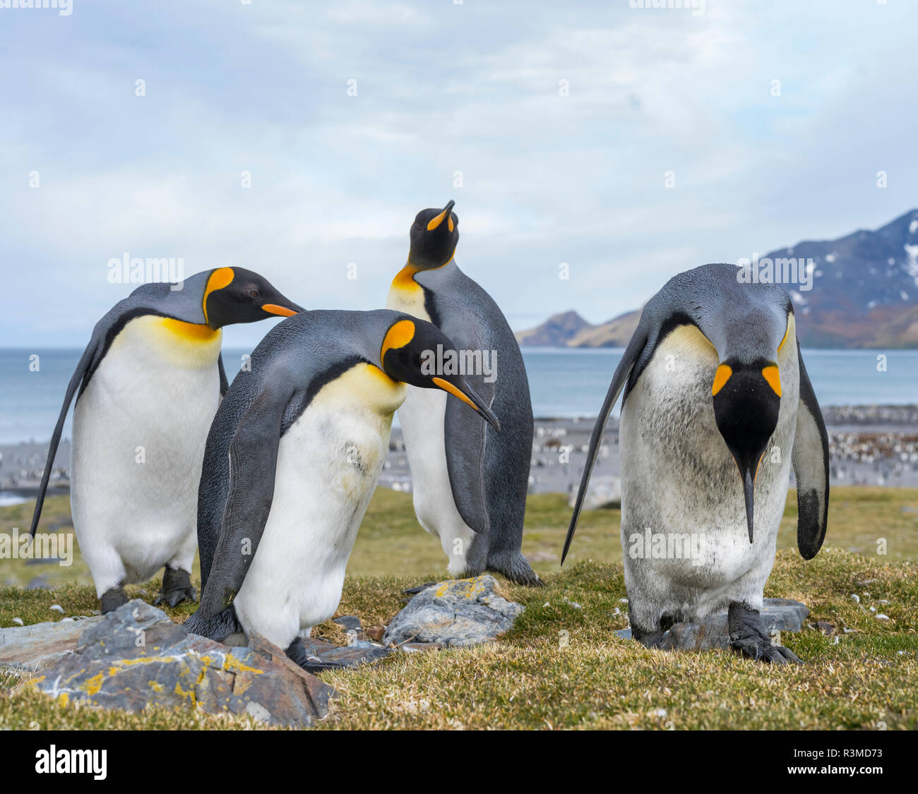 King Penguin (Aptenodytes patagonicus) rookery in St. Andrews Bay