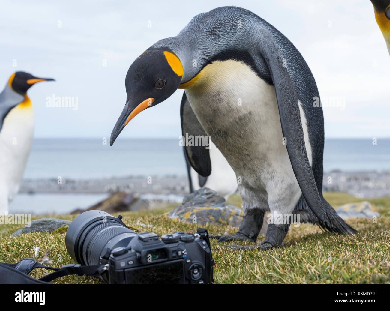 King Penguin (Aptenodytes patagonicus) rookery in St. Andrews Bay