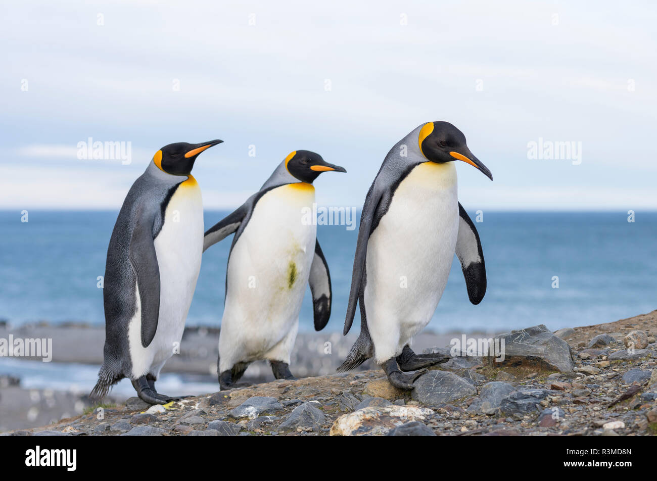 King Penguin (Aptenodytes patagonicus) rookery in St. Andrews Bay