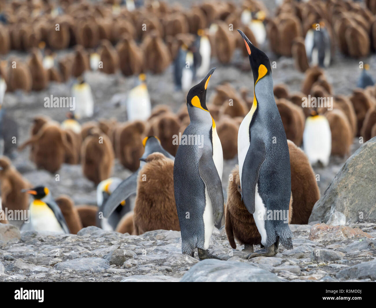 King Penguin (Aptenodytes patagonicus) rookery in St. Andrews Bay