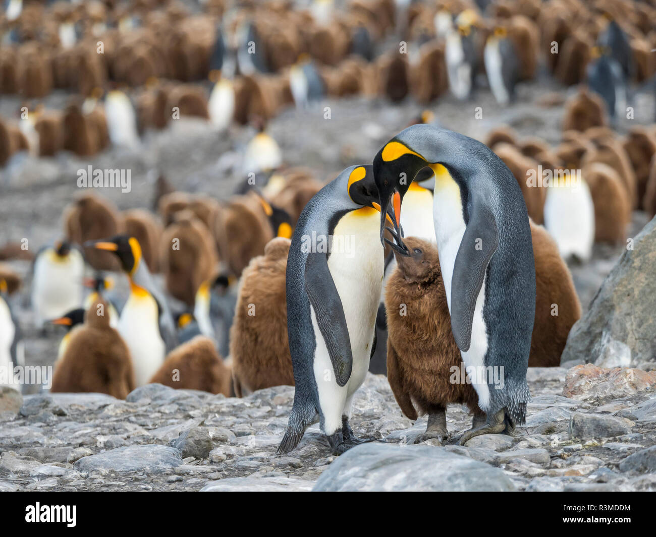King Penguin (Aptenodytes patagonicus) rookery in St. Andrews Bay. Feeding behavior. South Georgia Island Stock Photo