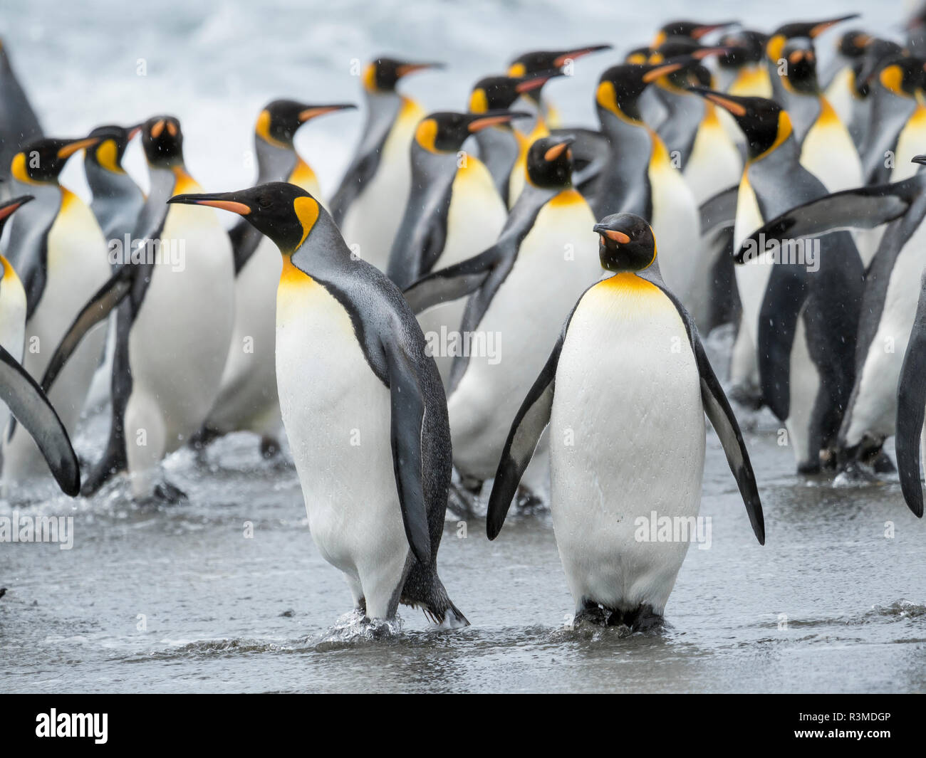 King Penguin (Aptenodytes patagonicus) rookery on Salisbury Plain in the Bay of Isles. Adults coming ashore. South Georgia Island Stock Photo