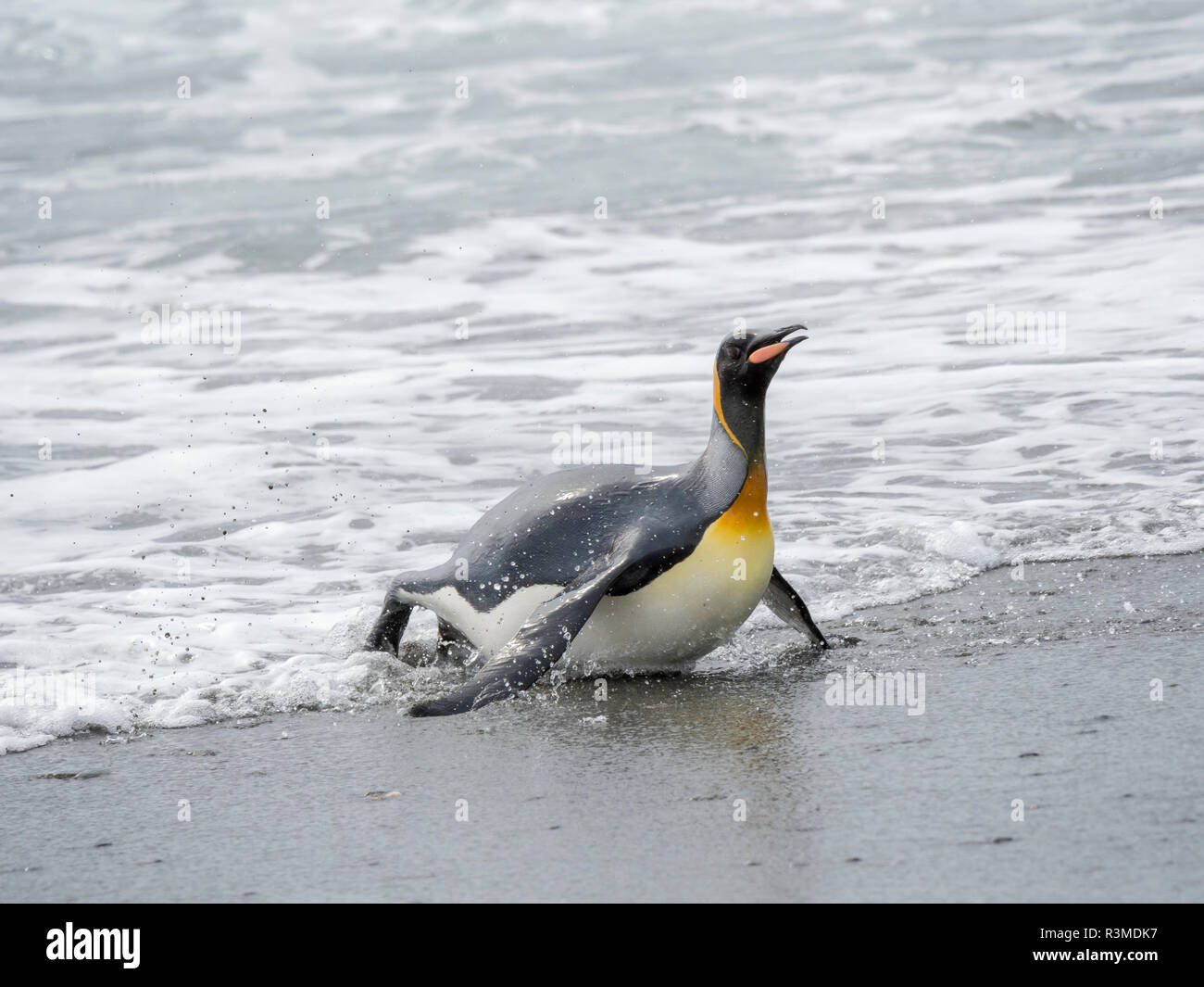 King Penguin (Aptenodytes patagonicus) rookery on Salisbury Plain in the Bay of Isles. Adults coming ashore. South Georgia Island Stock Photo