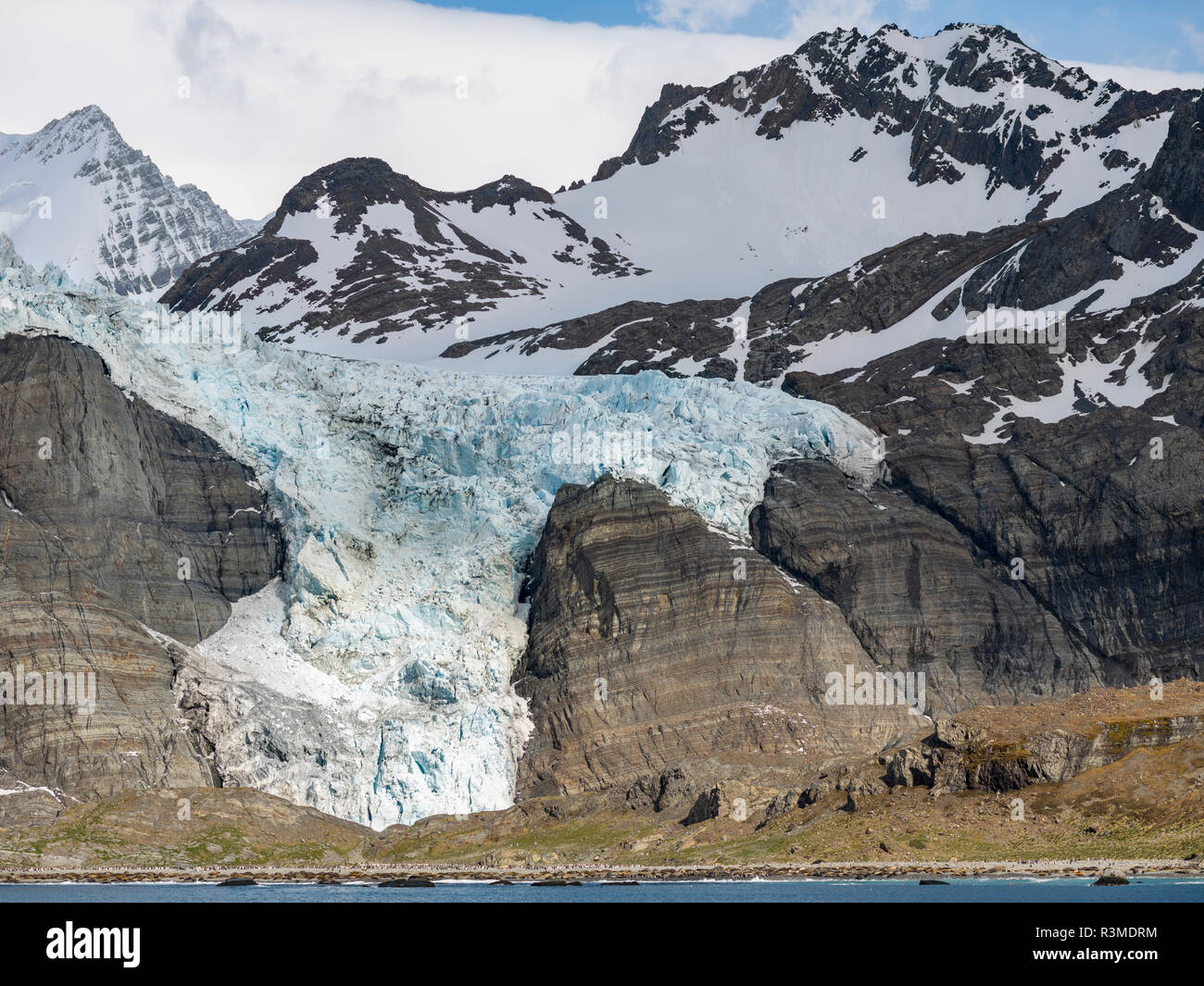 Gold Harbour with mighty Bertrab Glacier on South Island Stock